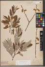 Foto von Salix caprea L. x Salix eleagnos Scop.